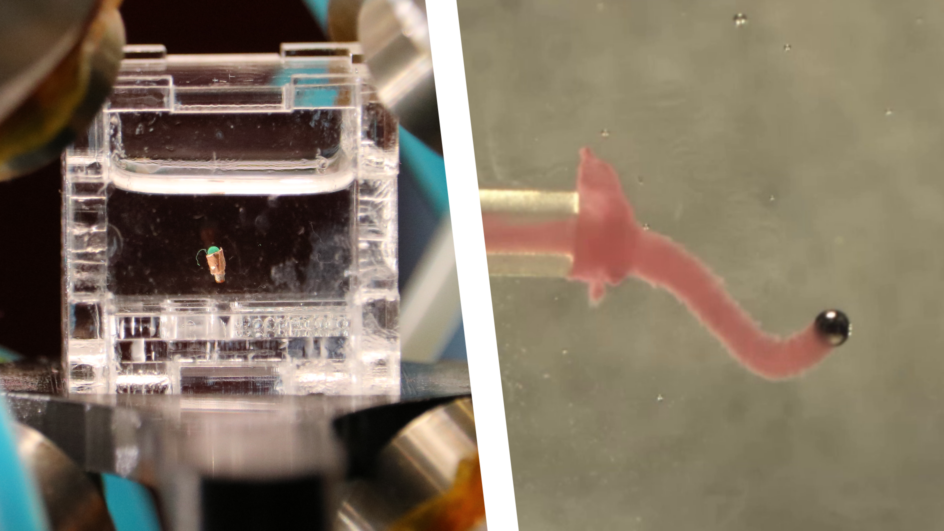 Magnetic micromanipulation image